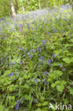 Wilde hyacint