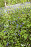 Bluebell (Scilla non-scripta)