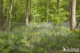 Bluebell (Scilla non-scripta)