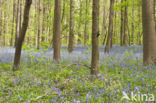 Bluebell (Scilla non-scripta)