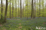 Bluebell (Scilla non-scripta)