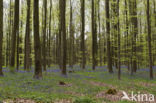 Bluebell (Scilla non-scripta)