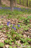 Bluebell (Scilla non-scripta)