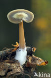 Butter Cap (Collybia butyracea)