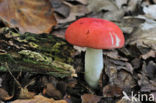 Braakrussula (Russula emetica)