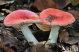 Braakrussula (Russula emetica)