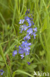 Large Speedwell