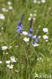 Brede ereprijs (Veronica austriaca)