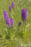 Brede orchis (Dactylorhiza majalis)