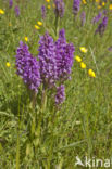 Brede orchis (Dactylorhiza majalis)