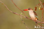 Bruinkapijsvogel (Halcyon albiventris)