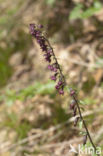 Dark-red Helleborine (Epipactis atrorubens)