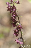 Bruinrode wespenorchis