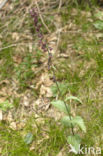 Bruinrode wespenorchis