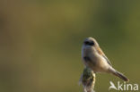 Eurasian Penduline-Tit (Remiz pendulinus)