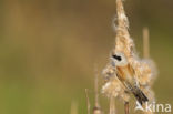 Eurasian Penduline-Tit (Remiz pendulinus)