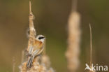 Eurasian Penduline-Tit (Remiz pendulinus)