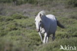 Camargue paard (Equus ferus caballus)