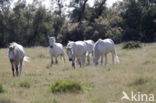 Camargue paard (Equus ferus caballus)