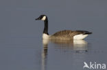 Canadese Gans (Branta canadensis)