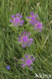 Singleflower Knapweed (Centaura nervosa