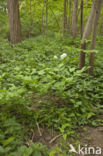 Christoffelkruid (Actaea spicata)