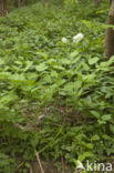 Christoffelkruid (Actaea spicata)