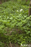 Baneberry / Herb Christopher (Actaea spicata)