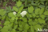 Baneberry / Herb Christopher (Actaea spicata)