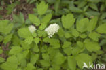 Christoffelkruid (Actaea spicata)