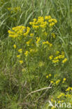 Cypress Spurge (Euphorbia cyparissias)