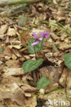 Cyclaam (Cyclamen purpurascens)