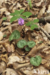 Cyclamen (Cyclamen purpurascens)