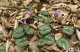 Cyclamen (Cyclamen purpurascens)