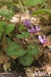 Cyclamen (Cyclamen purpurascens)
