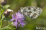 Dambordje (Melanargia galathea)