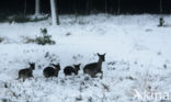 Fallow Deer (Dama dama)