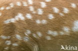 Fallow Deer (Dama dama)