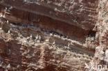 Black-legged Kittiwake (Rissa tridactyla)