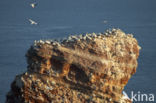 Black-legged Kittiwake (Rissa tridactyla)