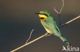 Little Bee-eater (Merops pusillus)