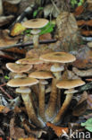 Echte honingzwam (Armillaria mellea)