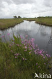 Ragged-Robin (Lychnis flos-cuculi)