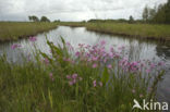 Echte koekoeksbloem (Lychnis flos-cuculi)