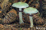 Verdigris Toadstool (Psilocybe aeruginosa)