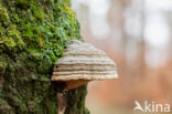 touchwood (Fomes fomentarius)