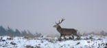 Red Deer (Cervus elaphus)