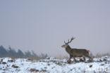 Red Deer (Cervus elaphus)