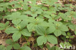 Herb-Paris