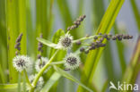 Bur-reed (Sparganium)